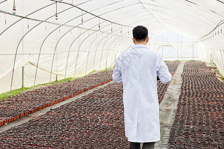 植物养殖基地内的科研人员背影图片