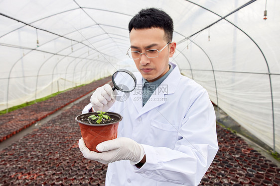 科研人员放大镜观察植物幼苗图片