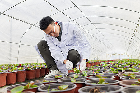 科研人员检查植物幼苗图片