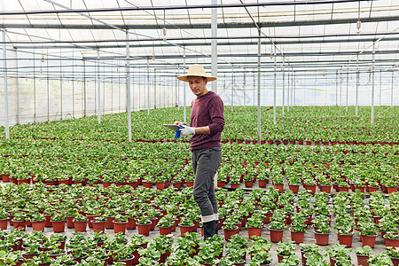 植物养殖基地查看幼苗的花农背景图片