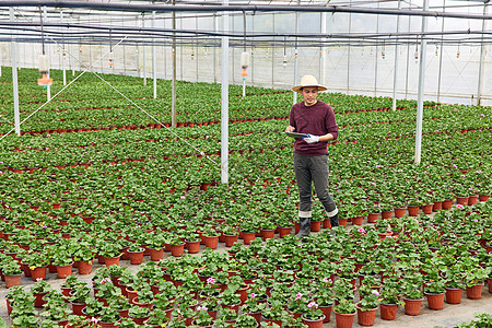 植物养殖基地里的花农图片