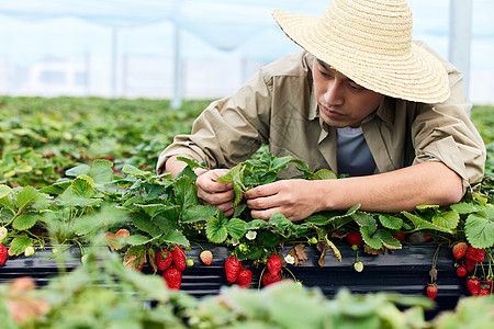 果农给草莓清除枯叶杂物图片