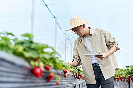 农民丰收大棚内果农检查草莓背景