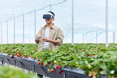 食品科技草莓大棚里戴vr眼镜的果农背景