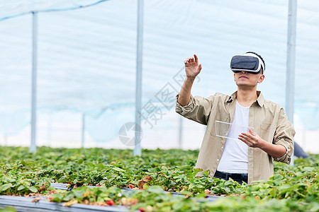 食品科技草莓大棚里戴vr眼镜的果农背景