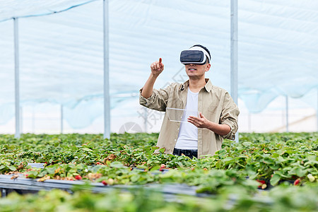 草莓大棚里虚拟vr的果农图片