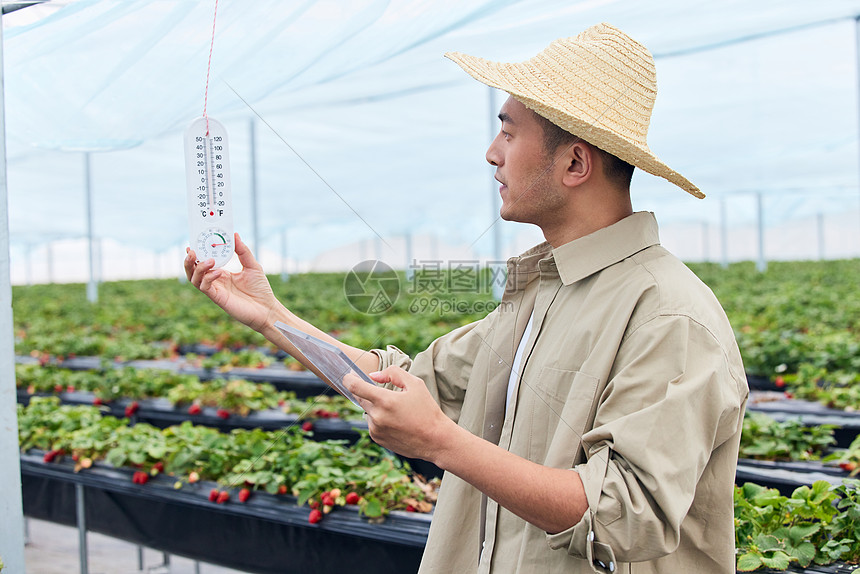 草莓果农查看湿度计图片