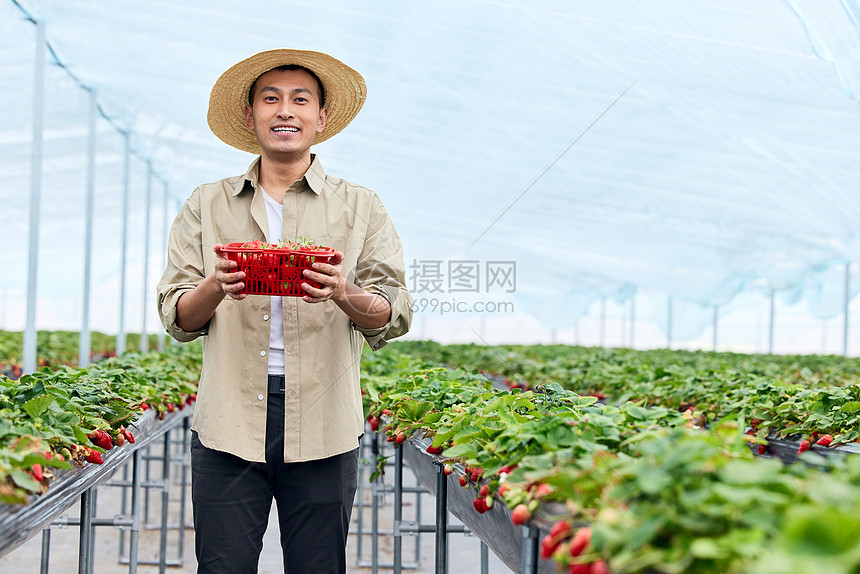大棚里果农捧着一筐新鲜草莓图片