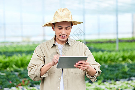 在蔬菜大棚里操作平板的农民图片