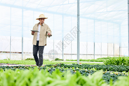 手拿平板电脑观察蔬菜的农民图片