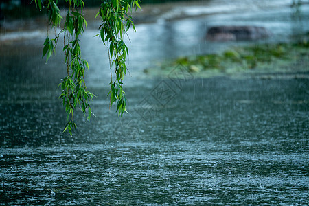 春雨中的柳树背景图片