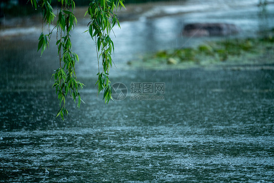 春雨中的柳树图片