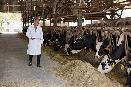 兽医在养殖棚内观察奶牛情况图片