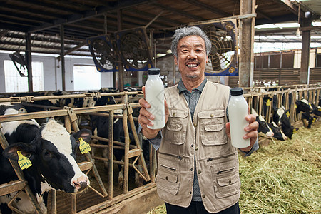 奶牛养殖户展示牛奶饲养高清图片素材
