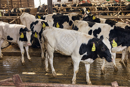 奶牛棚养殖场图片