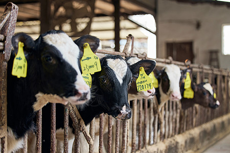 奶牛棚里饲养的奶牛背景图片