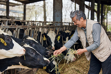 养殖户给奶牛喂牧草动物高清图片素材