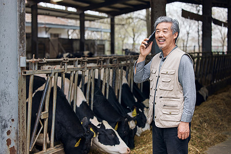 奶站养殖户站在奶牛棚旁打电话背景