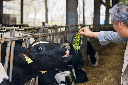 养殖户给奶牛喂牧草牧民高清图片素材
