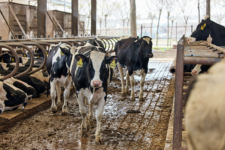 养殖场行走的奶牛背景图片