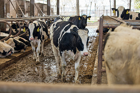 养殖场行走的奶牛图片
