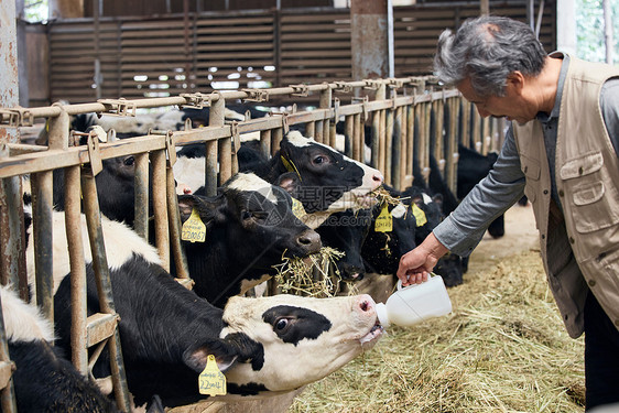 养殖户给小牛喂牛奶图片