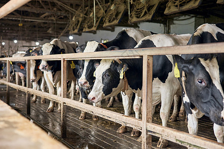 奶牛棚里饲养的奶牛图片