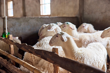 养殖场饲养的羊图片