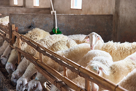 养殖场的羊群白山羊农场高清图片素材