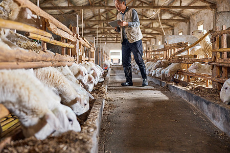 羊棚里吃饲料的羊养殖业高清图片素材