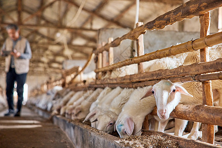 养殖场的羊群白山羊图片