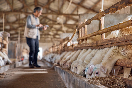 养殖场的羊群白山羊养殖业高清图片素材