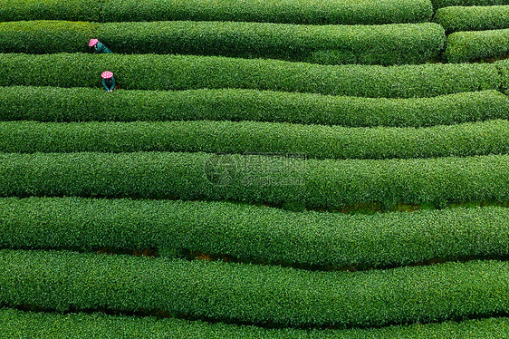 航拍浙江龙坞茶园正在采茶的村民图片