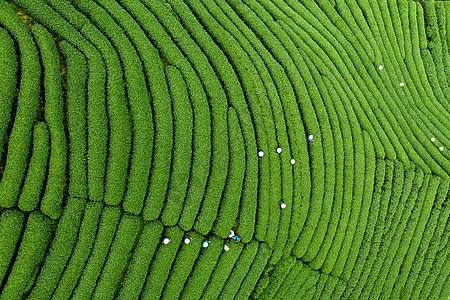 航拍浙江龙坞茶园正在采茶的村民图片