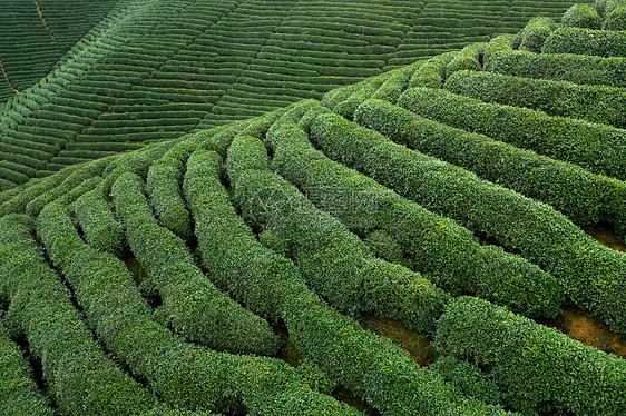 航拍浙江龙坞镇龙坞茶园的茶树图片