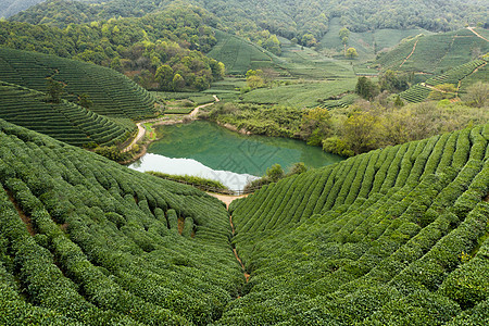 航拍浙江龙坞镇龙坞茶园的茶树图片