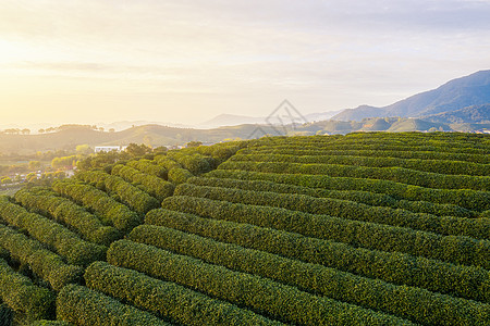 航拍浙江龙坞镇龙坞茶园的茶树图片