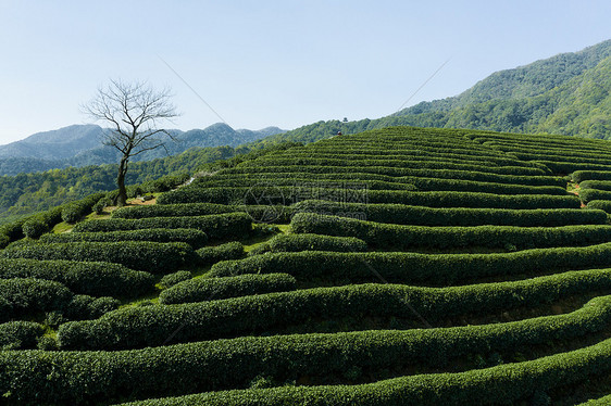 航拍浙江龙坞镇龙坞茶园的茶树图片