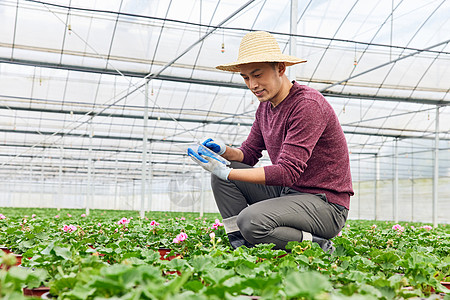 植物大棚内工作的花农图片