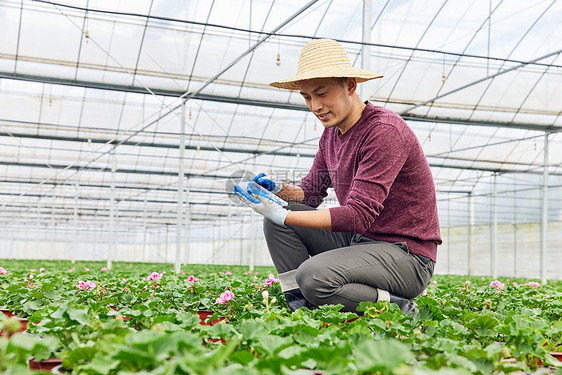 植物大棚内工作的花农图片