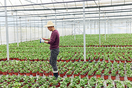 大棚里查看植物盆栽的花农图片