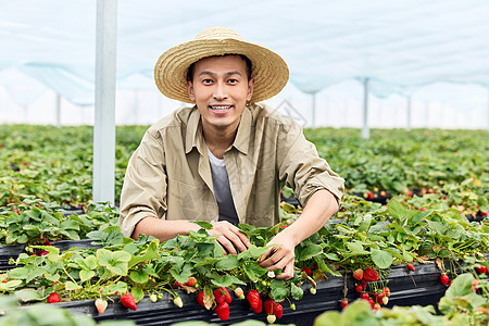 草莓大棚里的果农形象图片