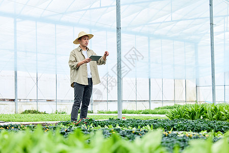 蔬菜大棚里工作的菜农图片