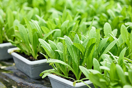 大棚盆栽蔬菜油麦菜背景图片