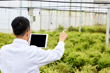 农业科研人员操作虚拟屏幕背影图片