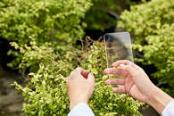 植物背景手拿透明手机特写图片