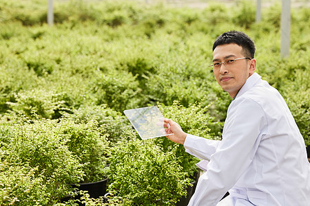 中草药种植基地使用透明平板的科研人员形象背景