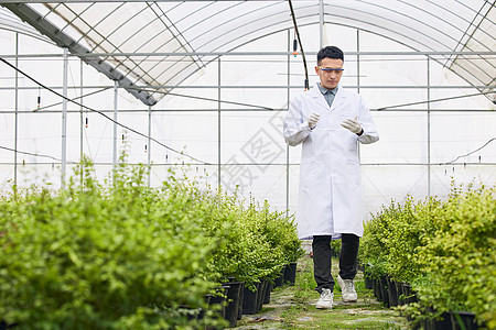 中草药种植基地研究人员在大棚观察植物背景