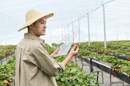 食品科技农民手拿平板和草莓背景