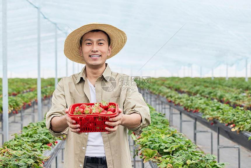 抱着草莓开心大笑的果农图片